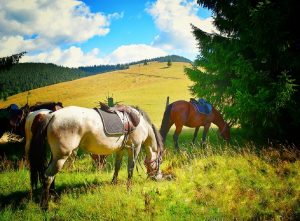 Povestea Locurilor @ Carpathian Horse Trekking Valea Jiului echitatie