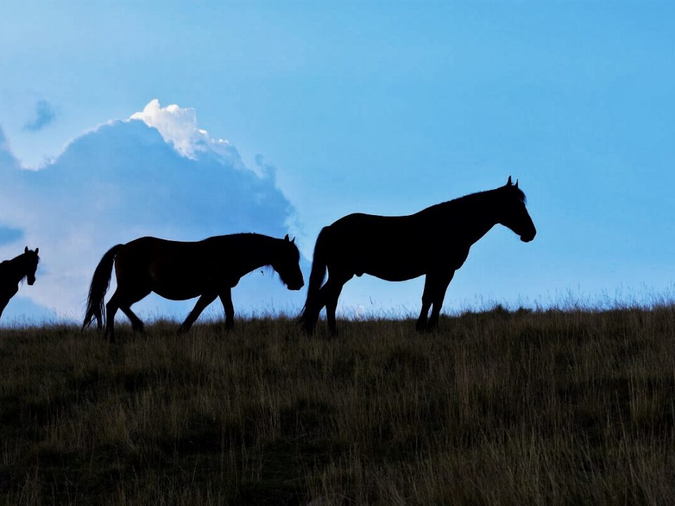 Ținutul Momârlanilor Drumeție Călare @ Carpathian Horse Trekking 1