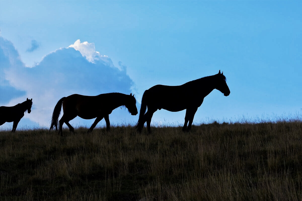 Tinutul Momarlanilor Drumetie Calare @ Carpathian Horse Treking 1