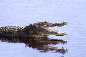 Printre aligatori @ Avram IANCU Mississippy 2018 Povestea Locurilor