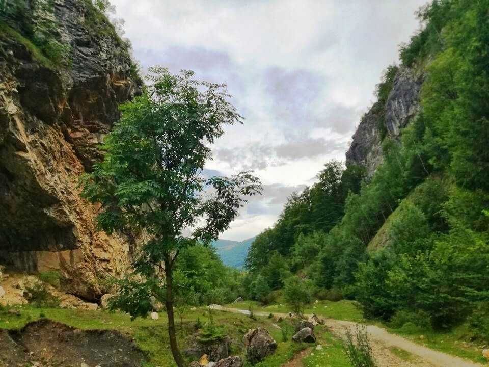 Tulișa – Valea de brazi 5
