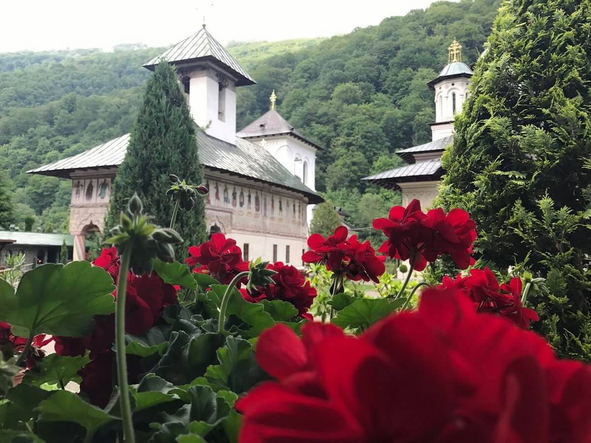 Foto trandafiri Manastirea LAINICI