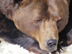 Ursul BALOO Straja Povestea Locurilor